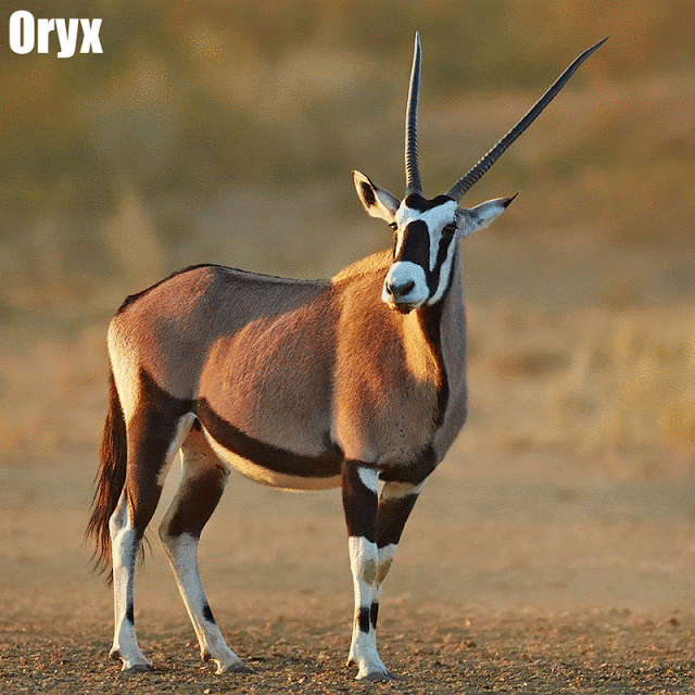 Oryx | Choroa