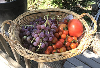 今年のブドウとトマト