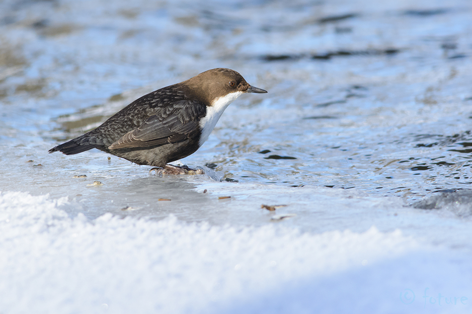 Vesipapp, Cinclus cinclus, White-throated Dipper, Common, harilik, Eurasian, breasted