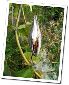 seed [pd