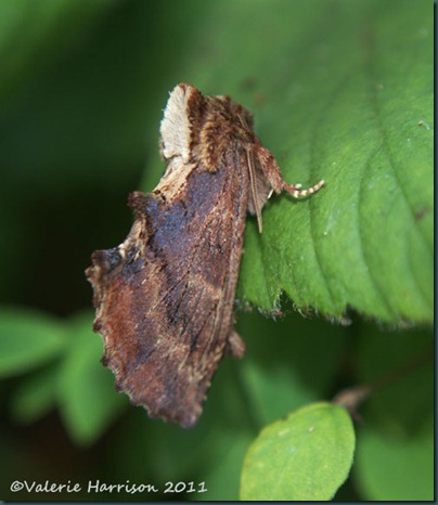 coxcomb-prominent
