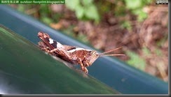 20140829_161819_281_HoMeiSan