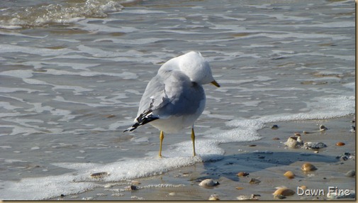 edisto beach_069