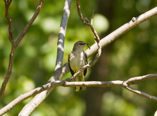 Northern Mockingbird - New York