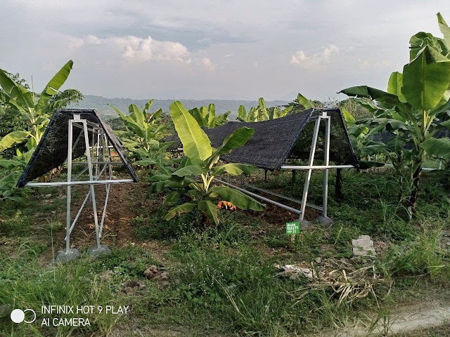 Bukit villa cavendish kavling produktif  buah pisang dan Vanili