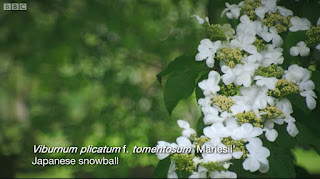 Viburnum Plicatum Mariesil