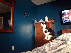 Funny cats - part 83 (40 pics + 10 gifs), cat pics, cat looking at the mirror