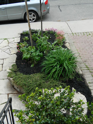 New front garden perennial bed in Wychwood after by Paul Jung Gardening Services--a Toronto Gardening Company