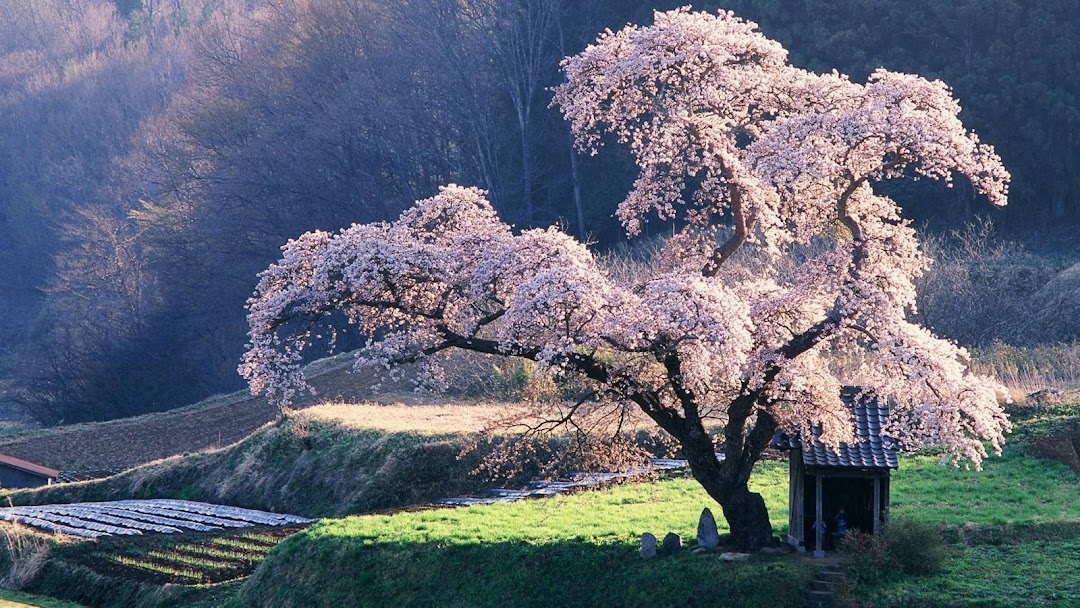 Blossoming Tree hd wallpaper