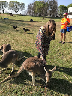 Kangaroos and joeys at Wild Wilderness Drive Through Safari in Gentry, Arkansas