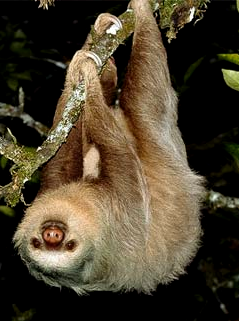 Sloth Amazing Facts , Sloth Amazing Fact