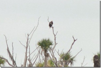 baldeagle2_thumb1
