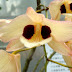Dendrobium pulchellum - Hoàng Thảo Thái Bình