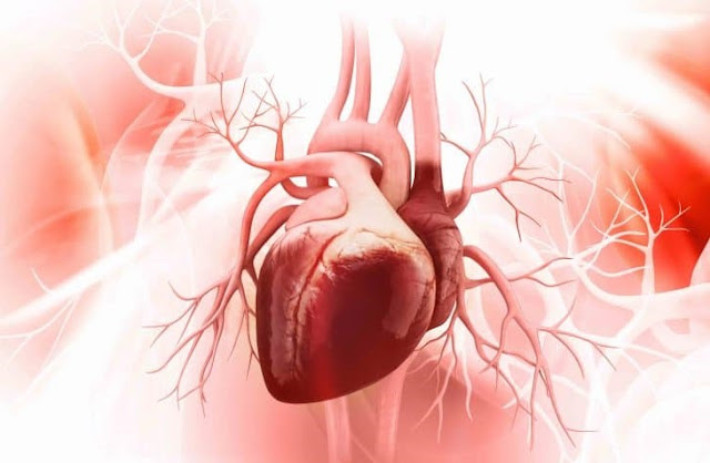 معلومات وحقائق مثيرة عن قلب الإنسان