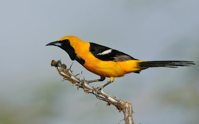 place to see hooded oriole