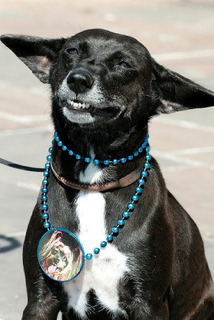 26 pictures of awkward dog smiles