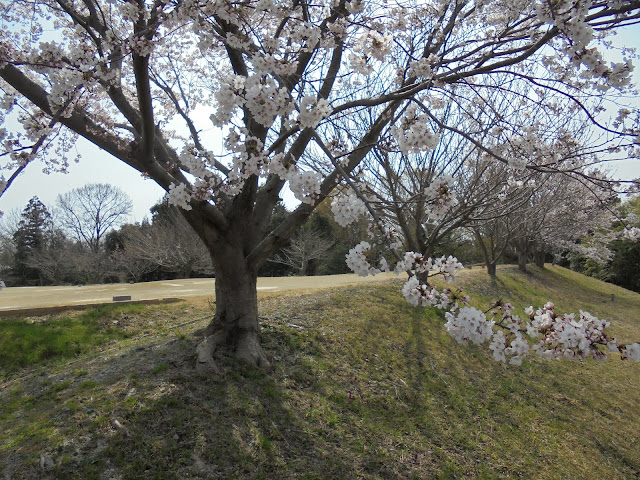 伯耆町総合スポーツ公園のソメイヨシノ桜