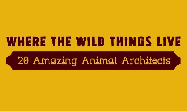 Where the Wild Things Live: 20 Amazing Animal Architects