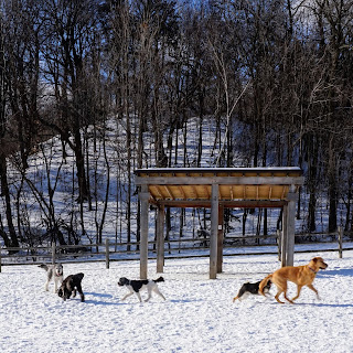 Dogs playing in the Earl Bales Off-leash dog park.