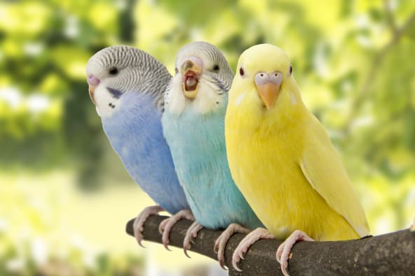 Why Is My Pet Bird Biting and "Beaking" Me?