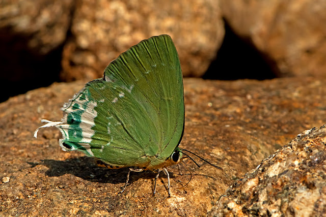 Artipe eryx the Green Flash butterfly