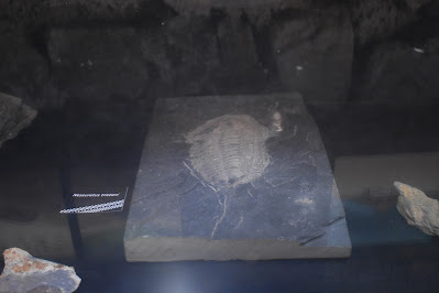 Trilobite na Casa dos Fósseis em Penha Garcia