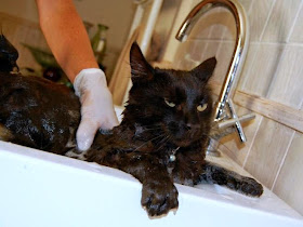 Adorable cats and dogs who really hate bath time (40 pics), funny pet pictures, cats hate baths pictures