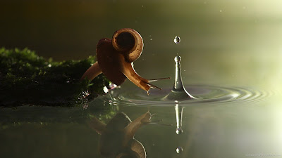 Snail