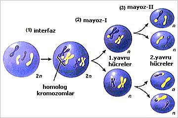 Mayoz Bölünme