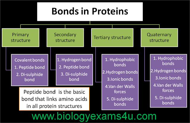 Biology Exams 4 U: What are the 6 Major Chemical Bonds or ...