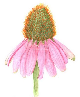 Echinacea purpurea