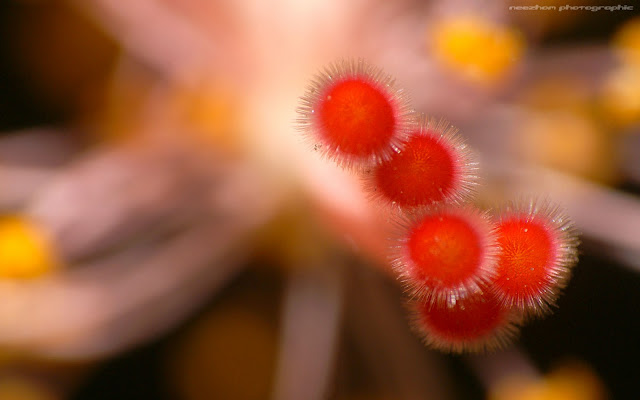 Stigma Bunga Raya macro