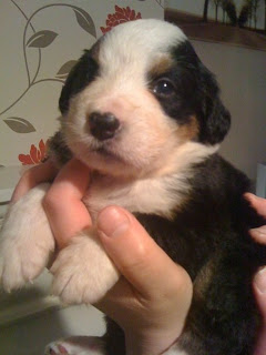 Berner Laufhund Puppies