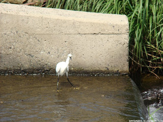 쇠백로(little egret)