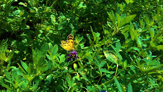 Indian Kutch Beautiful Butterfly 