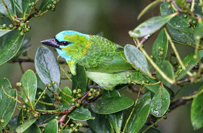 Barbudo elegante Psilopogon pulcherrimus