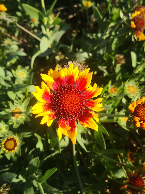 Flowers photograph Pray for Wuhan coronavirus