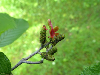 Galle du chaton de l'aulne - Taphrina robinsoniana