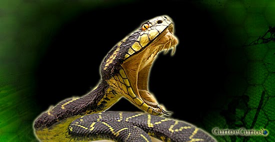 Víboras mortais: as cobras mais venenosas do Brasil e do mundo