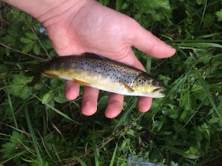 Forel uit de Ourthe