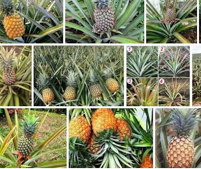 CARA MENANAM NANAS DENGAN BAIK DAN BENAR
