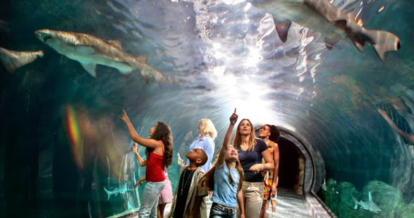 Travels and Visits: Adventure Aquarium - ADventure Aquarium New Jersey 587