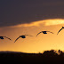 The Brent Geese In The Bay In Front Of My House