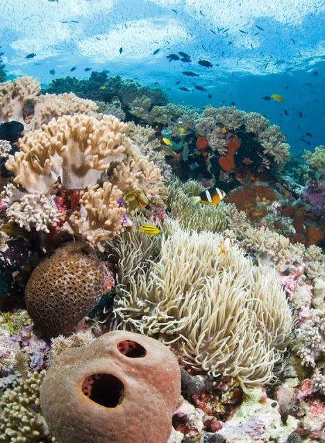 los mares y su biodiversidad ayudan a mantener niveles óptimos de oxigeno en el planeta por medio de la fotosíntesis