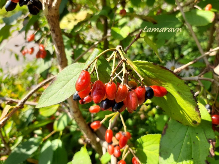 Калина буреинская (Viburnum burejaeticum)