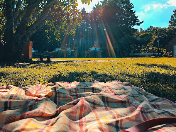 outdoor picnic display with sunshining through trees