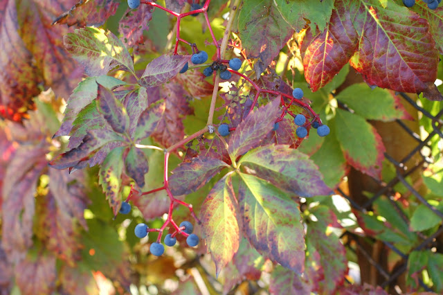 Девичий виноград пятилисточковый (Parthenocissus quinquefolia)