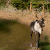 Mapping a Future for Imperiled Woodland Caribou