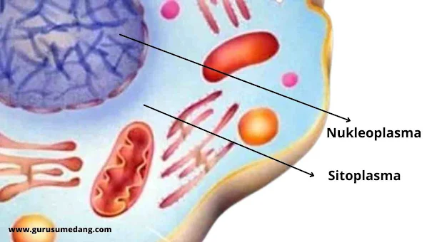 Organel sel kedua adalah Plasma yang merupakan bagian cari dari sel , terdiri dari :  Nukleoplasma ( plasma yang terletak dalam inti sel) Sitoplasma (Cytoplasma) adalah plasma yang yang terletak diluar inti sel dan merupakan cairan seperti jeli yang menyebar di seluruh bagian sel dan merupakan tempat terjadinya reaksi kimia di dalam sel, jika dianalogikan seperti semangkuk sup; sitoplasma adalah kuah dari sayur sup tersebut. Sitoplasma mengisi ruang-ruang kosong di antara organel-organel sel.