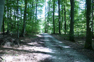 Durch die Keltenschanze Holzhausen 2 führender Weg in Richtung der südöstlichen Ecke und weiter nach Holzhausen